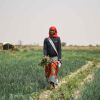 Sahel
